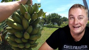 Пошел фрукт дракона. Цитрусовые десятками. Ананасы и конечно КАРТОФАН! Море манго.