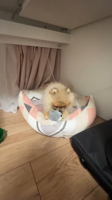 🥺/🤬 #шпиц #рекомендации