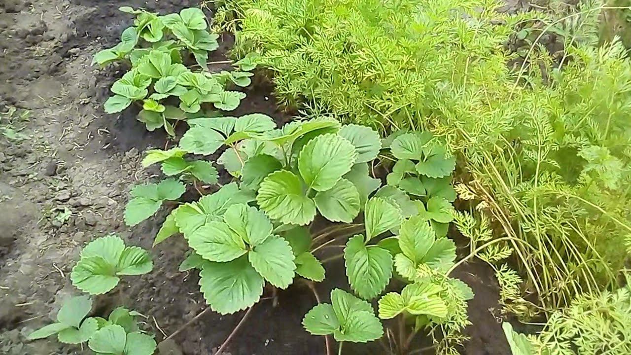 Как мы рассаживаем усы клубники смотреть онлайн