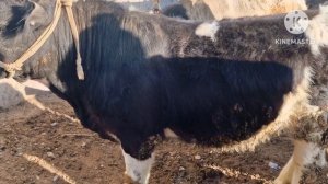 XUKKIZLAR VA SIGIR  NARXLARI OLTINSOY MIRSHODI  СУРХОНДАРЁ  Олтинсой   мол  бозори 10 февраля 2024