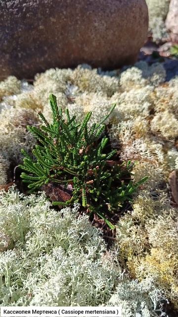 Растения семейства вересковые: эрика, кассиопея Мертенса, филлодоце сизая. смотреть онлайн