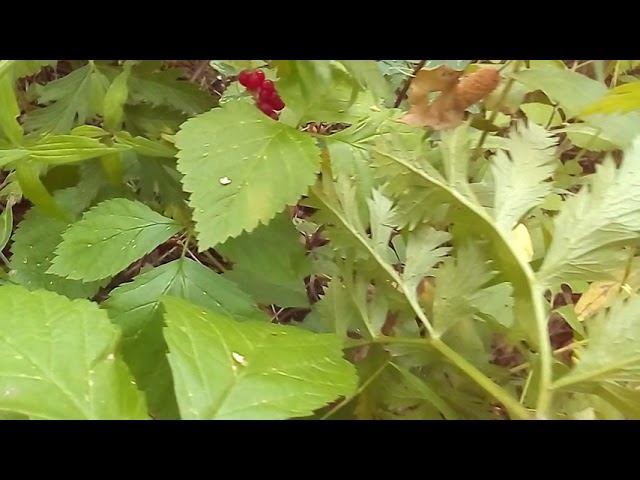 Костяника смотреть онлайн