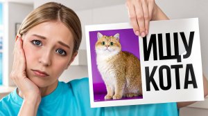 ИЩЕМ КОШКУ для ДОЧЕРИ! Сколько КОТИКОВ МЫ НАЙДЁМ?