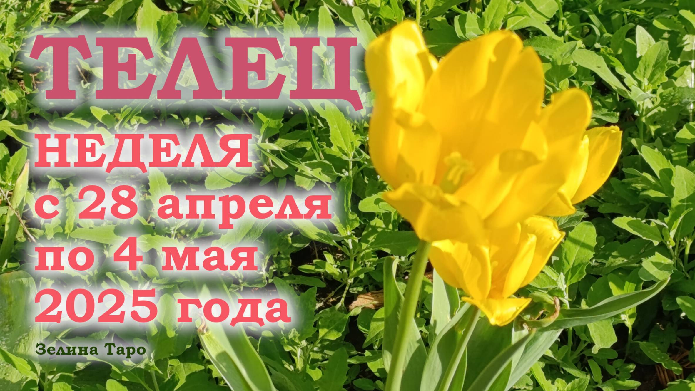 ТЕЛЕЦ | ТАРО прогноз на неделю с 28 апреля по 4 мая 2025 года