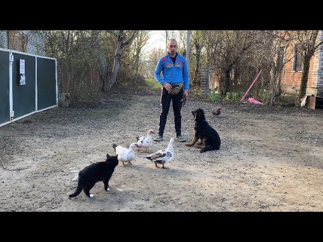 Отработка команды ко мне/ Немецкая овчарка Зара 3,5 месяца смотреть онлайн