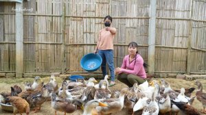 Ферма Бушкрафт в Пханге, утки.