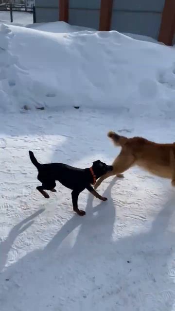 Ягдтерьер Нарния 6 месяцев и соседская карело-финская лайка знакомятся.