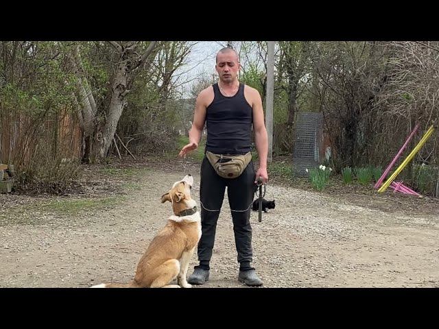 Отработка команды ко мне-Алабай Пума 5,5 месяцев-Будни Дрессировки смотреть онлайн