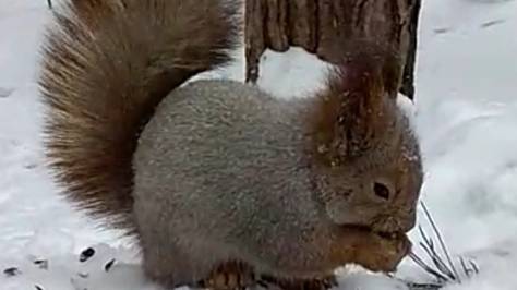 Белки. В лесу. Сосновый бор. Весна. Прогулка по лесу. Белочки. Природа. Дикие, лесные, рыжие белки смотреть онлайн