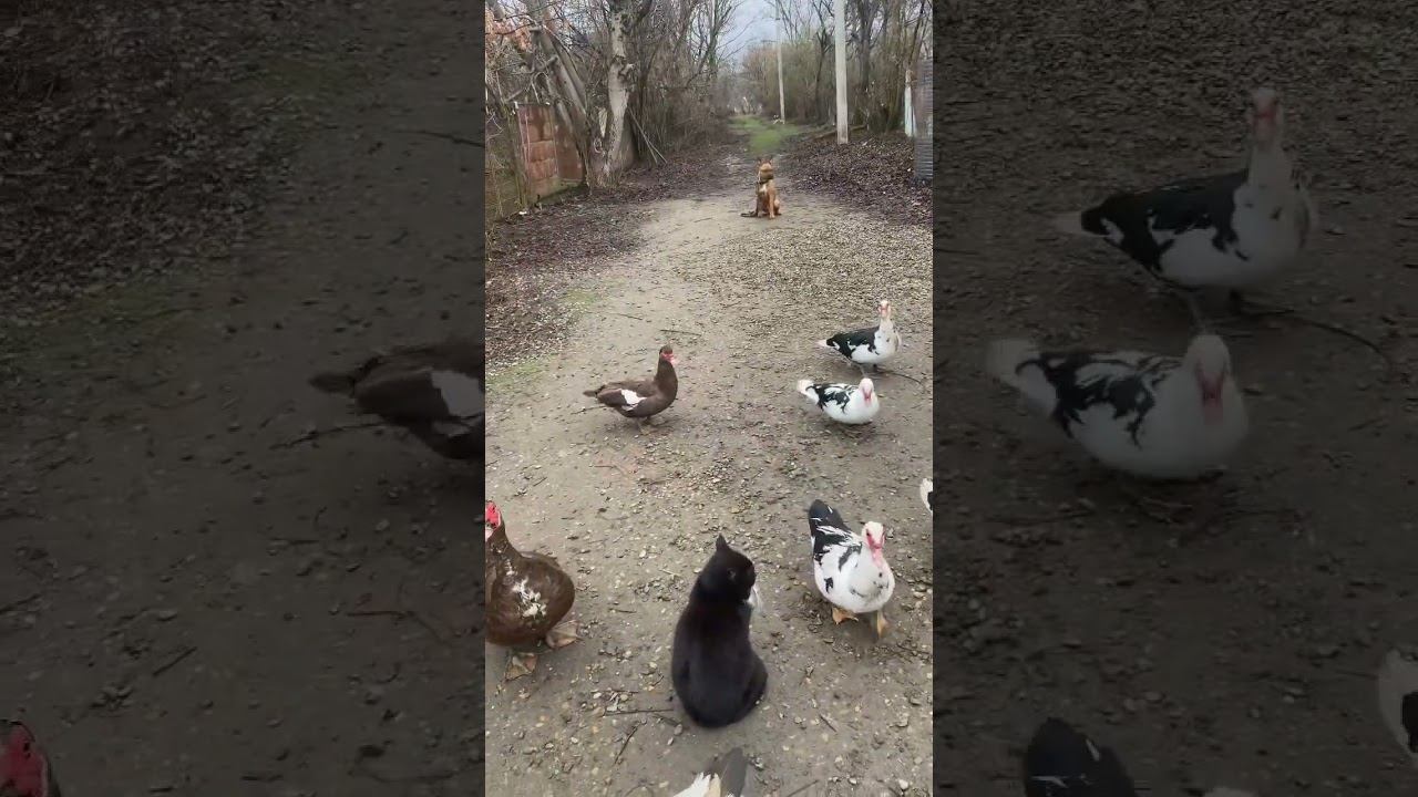 Железная выдержка с раздражителями/ Ам.стафф Тайсон 9 месяцев смотреть онлайн