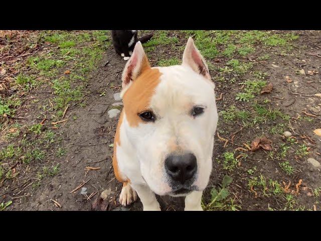 Прогулка и Дрессировка-Ам.стафф Мартин 6 месяцев смотреть онлайн