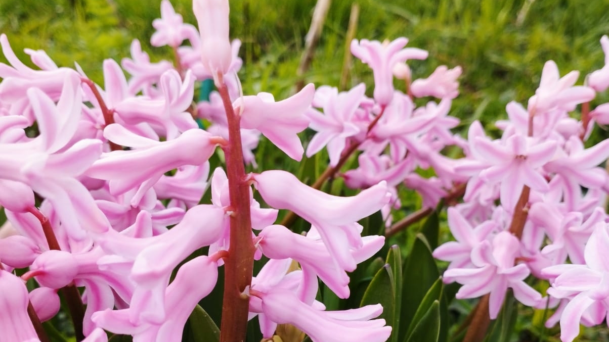 Начался садовый сезон. Сею в теплице редиску, шпинат и цветы. Холодно, снег смотреть онлайн