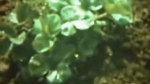 Научфильм  Размножение растения его частями