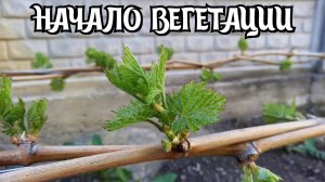 НАЧАЛО ВЕГЕТАЦИИ винограда. Первые зелёные операции.