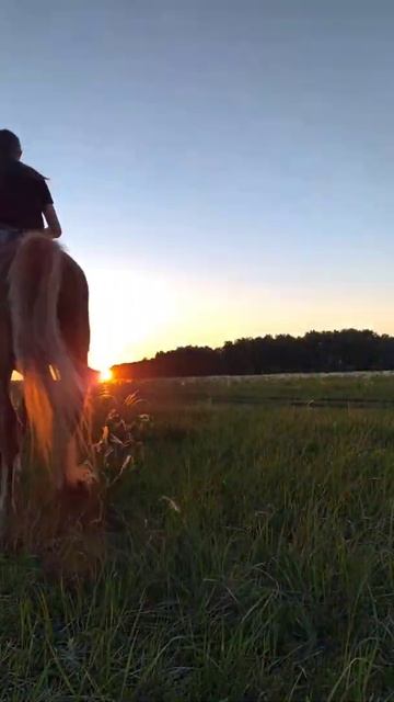 эта песня🤤❤#рекомендации#рек #лошади#популярное#хочуврекомендации#хочуврек#horse#education#врек#рек смотреть онлайн