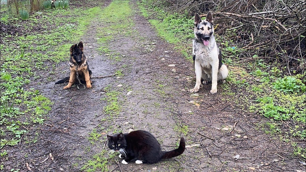 Восточно-европейская овчарка и Немецкая овчарка / железная выдержка с раздражителем котом смотреть онлайн