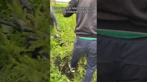 Посадка крупномерных деревьев с комом