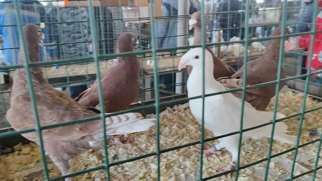 27.04.2025г ст. Бронницы ч. 2 👍 смотреть онлайн