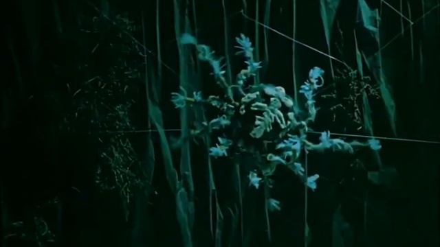 Грядущий Царь. Расшевелил паучье гнездо. смотреть онлайн