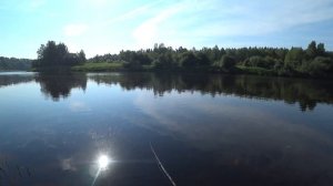 Рыбалка в Ленинградской области👍🎣💪🐟@ShustSPB #ленинградская_облпсть #голавль @Igor_35russ