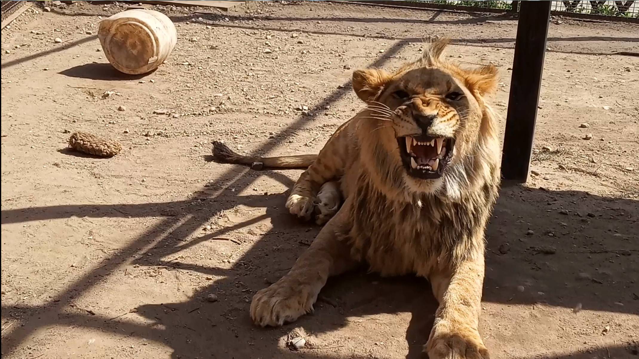 Спектакль окончен. ШЕРХАН - лев с душой котёнка. И снова в зоопарк приехала комиссия. (1 выпуск) смотреть онлайн