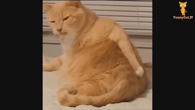 Шелудивый кот смотреть онлайн