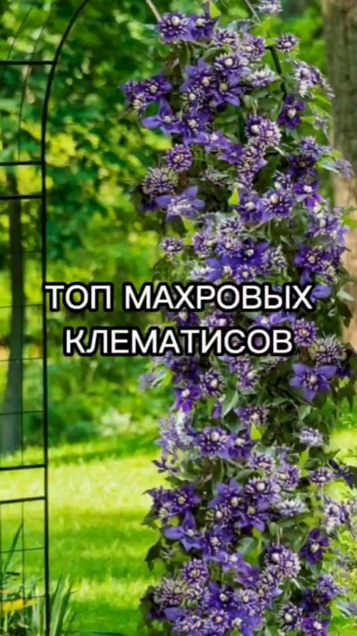 ТОП-5 сортов махрового клематиса!