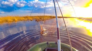 РЫБАЛКА НА ПАУК ВДАЛИ ОТ ЦИВИЛИЗАЦИИ! Встал в КАМЫШОВУЮ ЗАВОДЬ И ДАВАЙ ТАСКАТЬ!