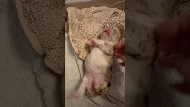 Чихуахуа длинношёрстная девочка. смотреть онлайн