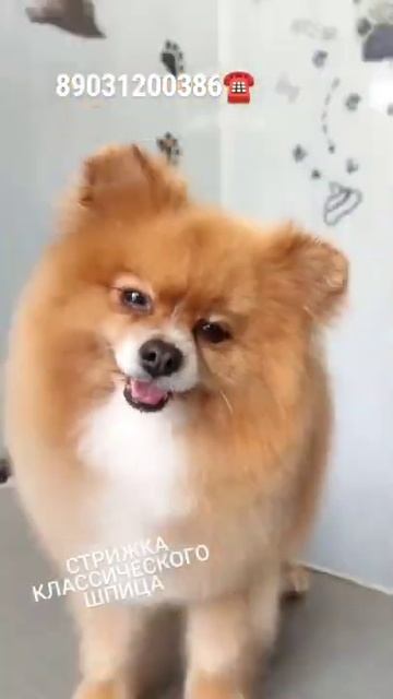 стрижка шпица! смотреть онлайн