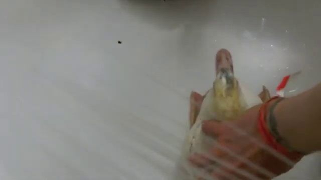 a surprising natural pest control for edible garden estates: ducks! смотреть онлайн