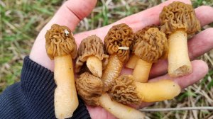 За Сморчками в Лес Собираем Сморчковую Шапочку в Самарской области