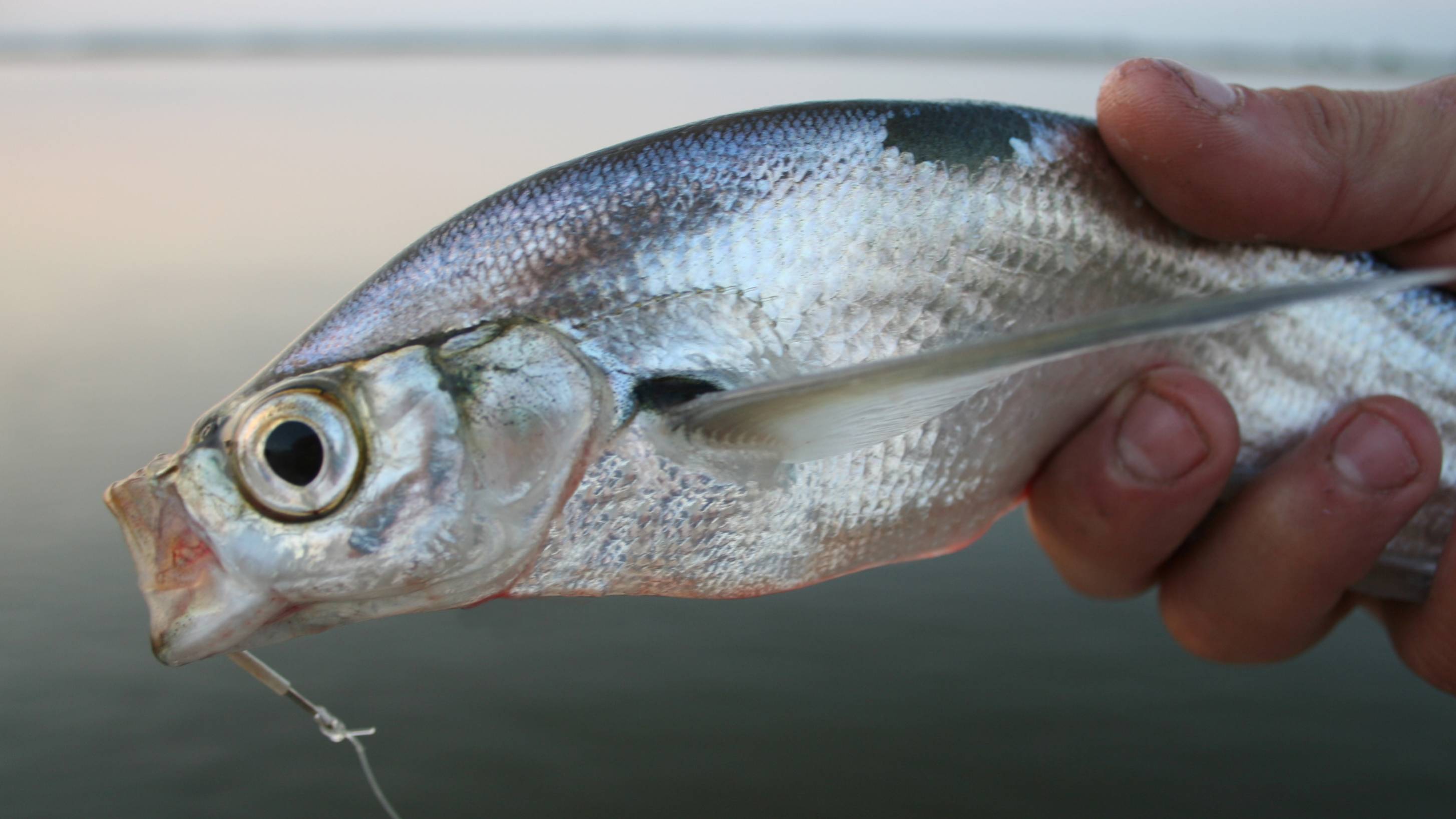 5 ВЕСЕЛЫХ ИСТОРИЙ О ЗАВОДНОЙ ЛОВЛЕ ЧЕХОНИ