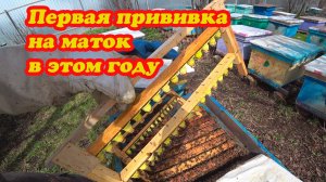 НА ЦВЕТЕНИЕ ВЕРБЫ ДЕЛАЕМ ПЕРВЫЕ ПРИВИВКИ НА МАТОК