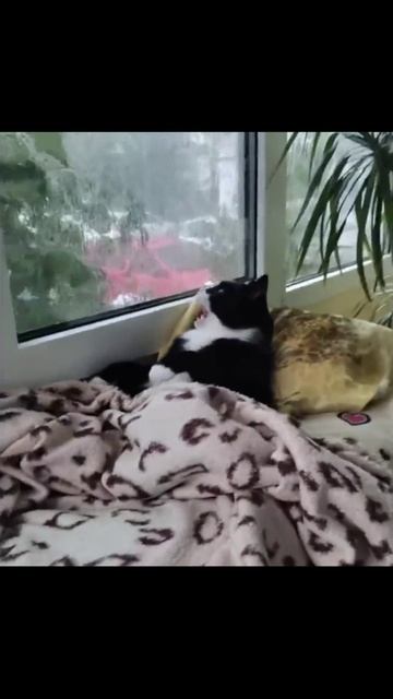 Котики (35) смотреть онлайн