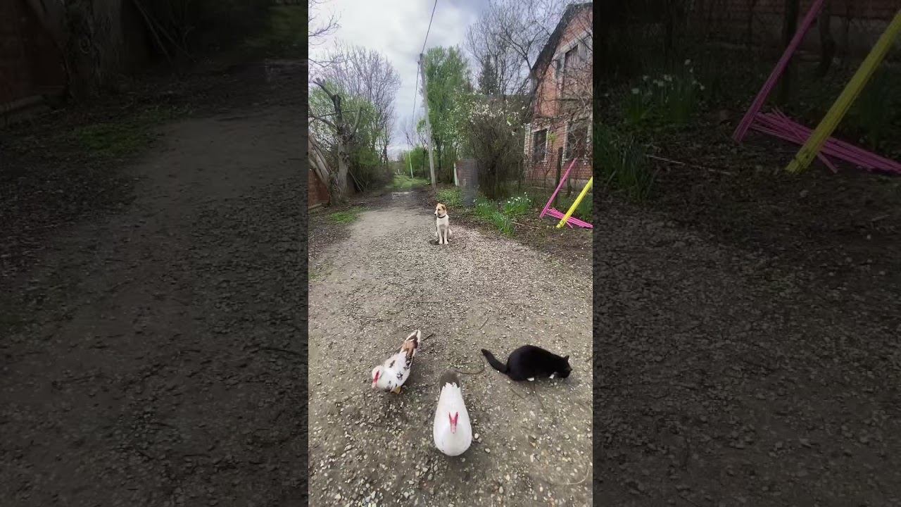 Железная выдержка-Алабай Пума смотреть онлайн