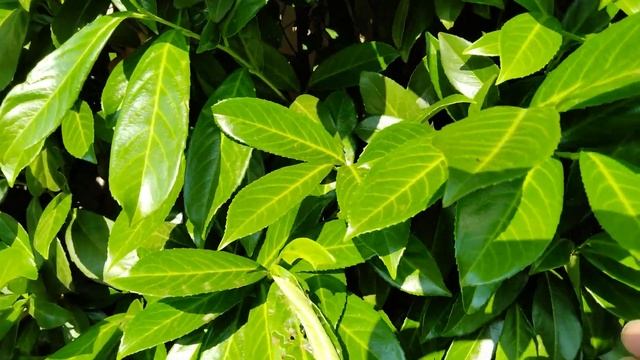 Деревня в Германии. Жизнь в Германии. Dorf In Deutschland. Leben In Deutschland.