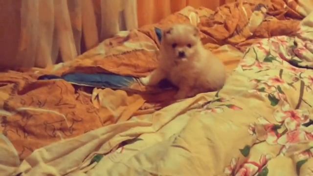 Бони и Алиса. Собака с кошкой смотреть онлайн