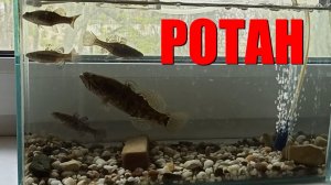 Ротан в аквариуме. Запускаем молодь, выпускаем крупного ротана Норберта