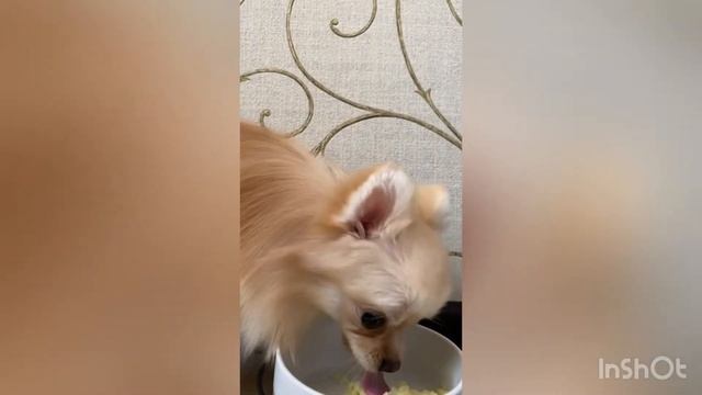 Мукбанг от #шпиц Юми #приколысживотными #приколы #видео смотреть онлайн