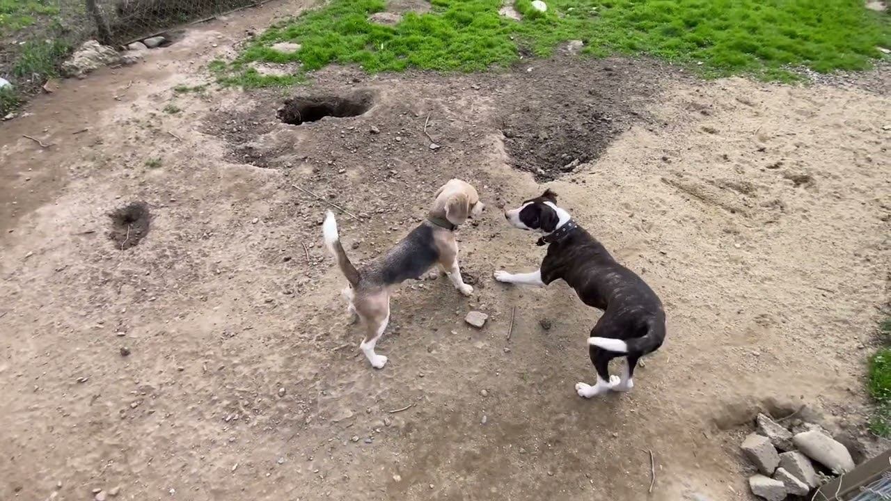 Ам. Стафф и Бигль на прогулке смотреть онлайн