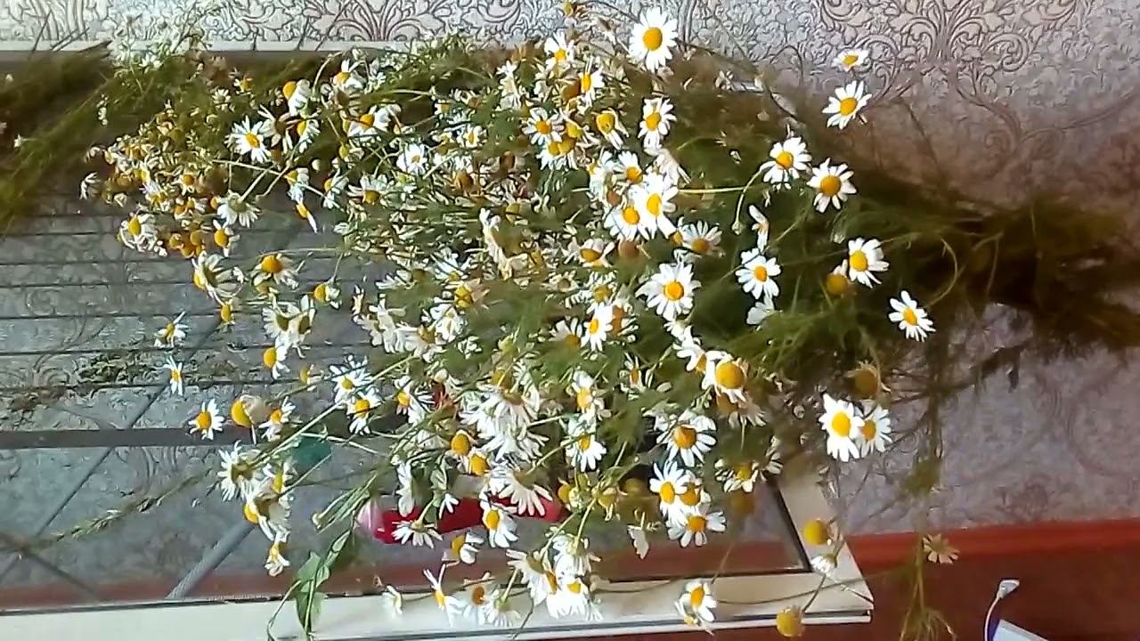 Как я заготавливаю аптечную ромашку. смотреть онлайн