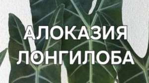 Алоказия Лонгилоба