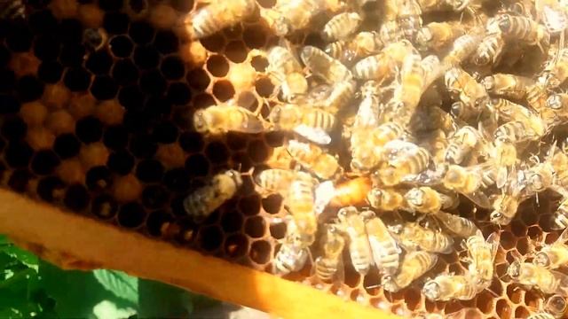 Італійка лігустіка, молода плідна матка. Огляд 14.07.2017р. смотреть онлайн