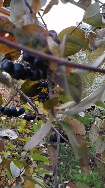 Черноплодная рябина раскудрявила листву. Синей чернью кисти манят, сладость терпкая во рту. смотреть онлайн