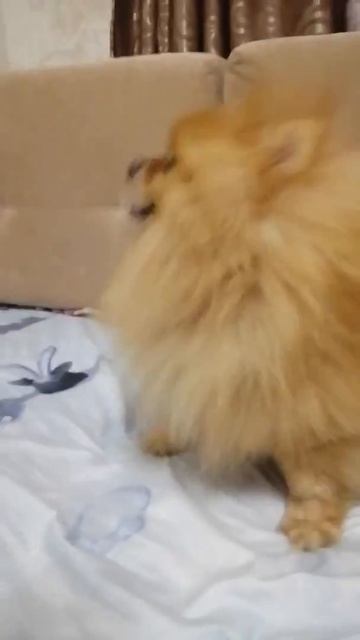 Шпиц чихнул 😍 смотреть онлайн