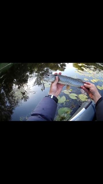 Северский Донец рыбалка на спиннинг #Shorts смотреть онлайн