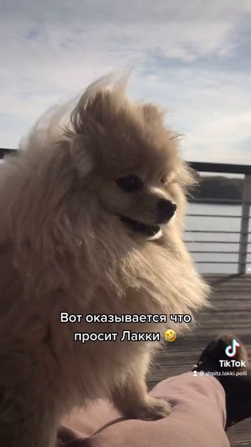 Так вот о чем говорит шпиц🤣 смотреть онлайн