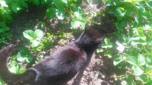 VID_20250427_160414.mp4