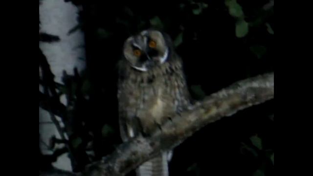 Ушастая сова смотреть онлайн